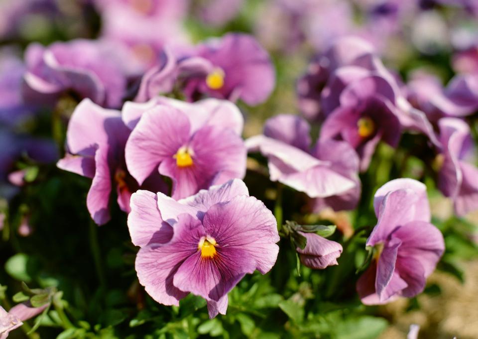 Free download high resolution image - free image free photo free stock image public domain picture  Pink flower in garden