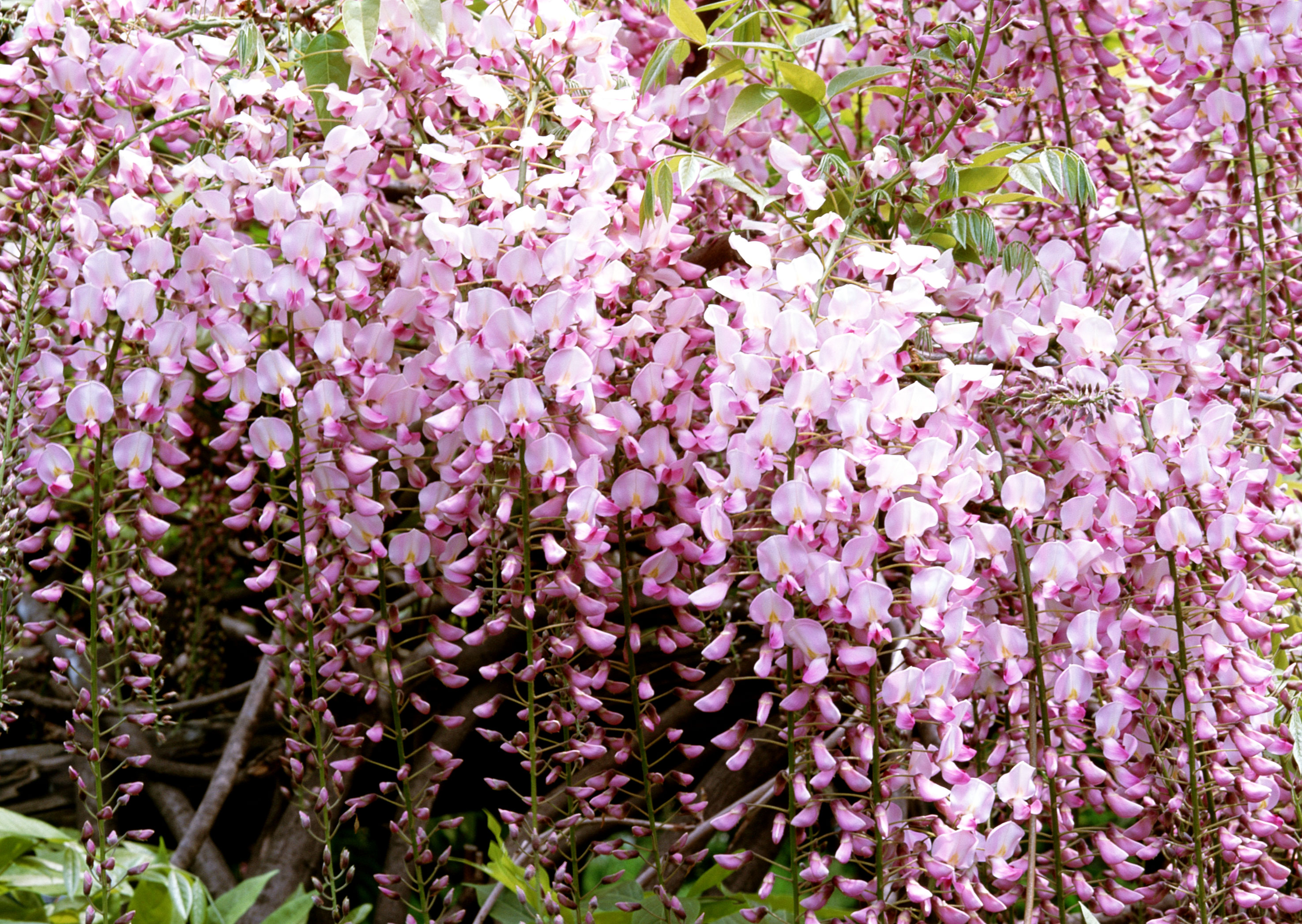 Free download high resolution image - free image free photo free stock image public domain picture -Wisteria chinese