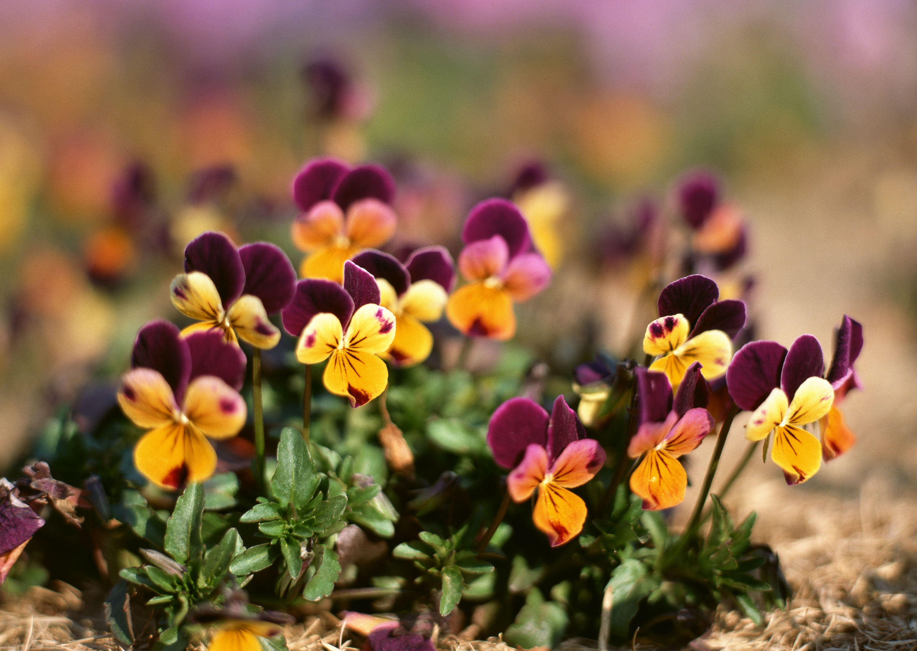 Free download high resolution image - free image free photo free stock image public domain picture -Two color flower in garden