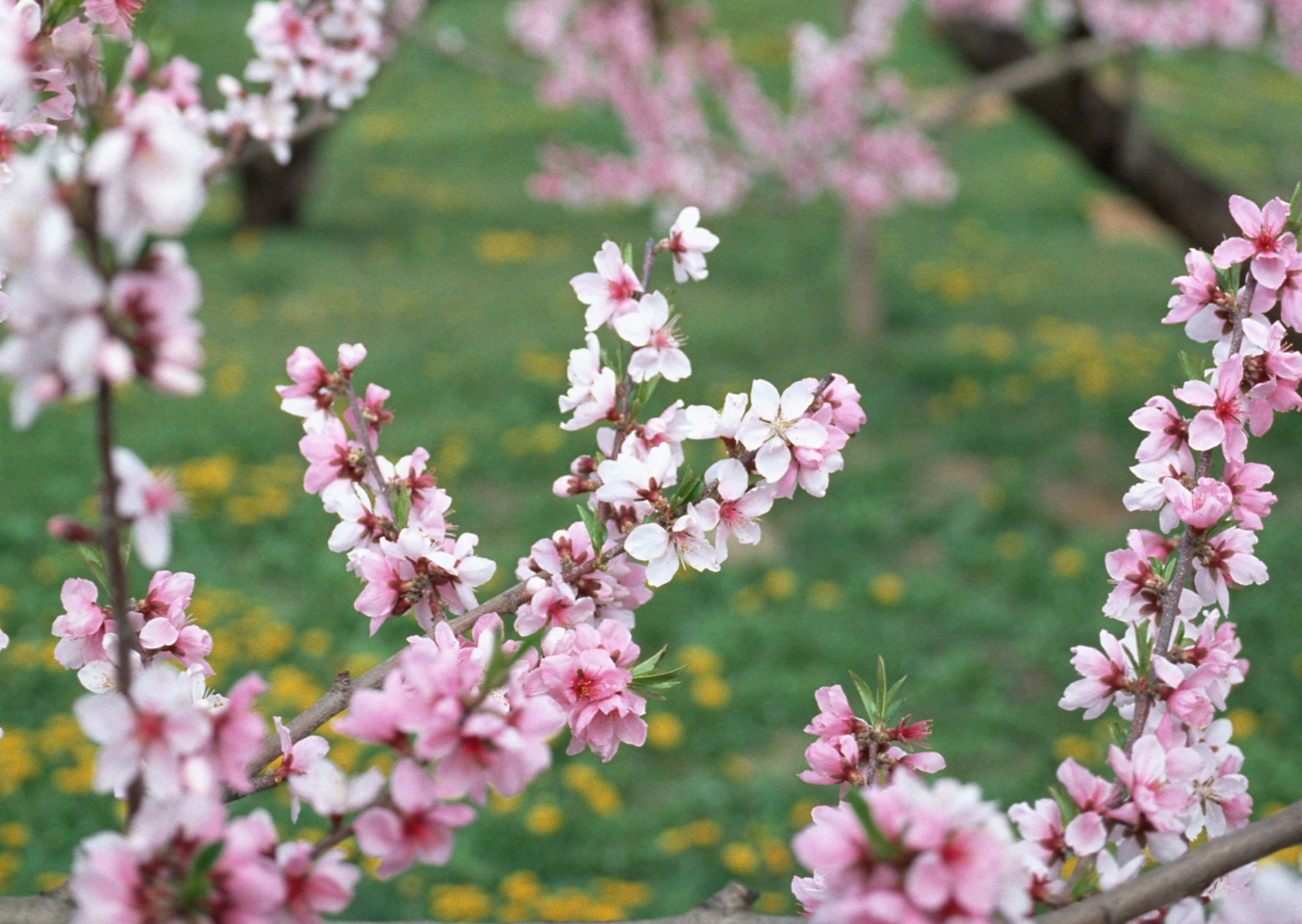 Free download high resolution image - free image free photo free stock image public domain picture -Flowers of the cherry blossoms