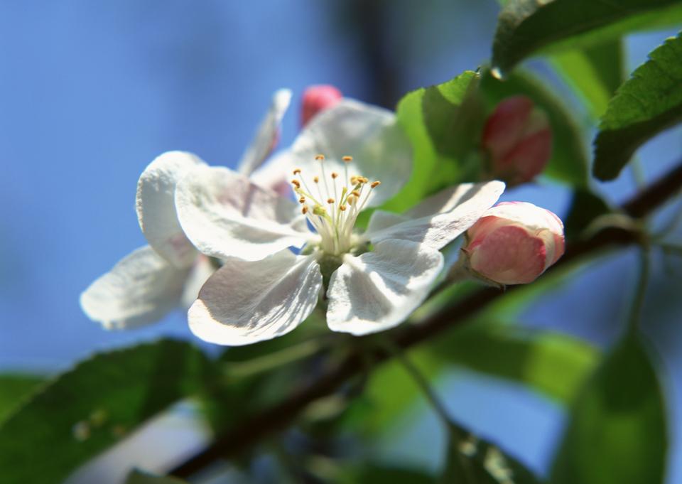 Free download high resolution image - free image free photo free stock image public domain picture  white cherry flowers on spring time