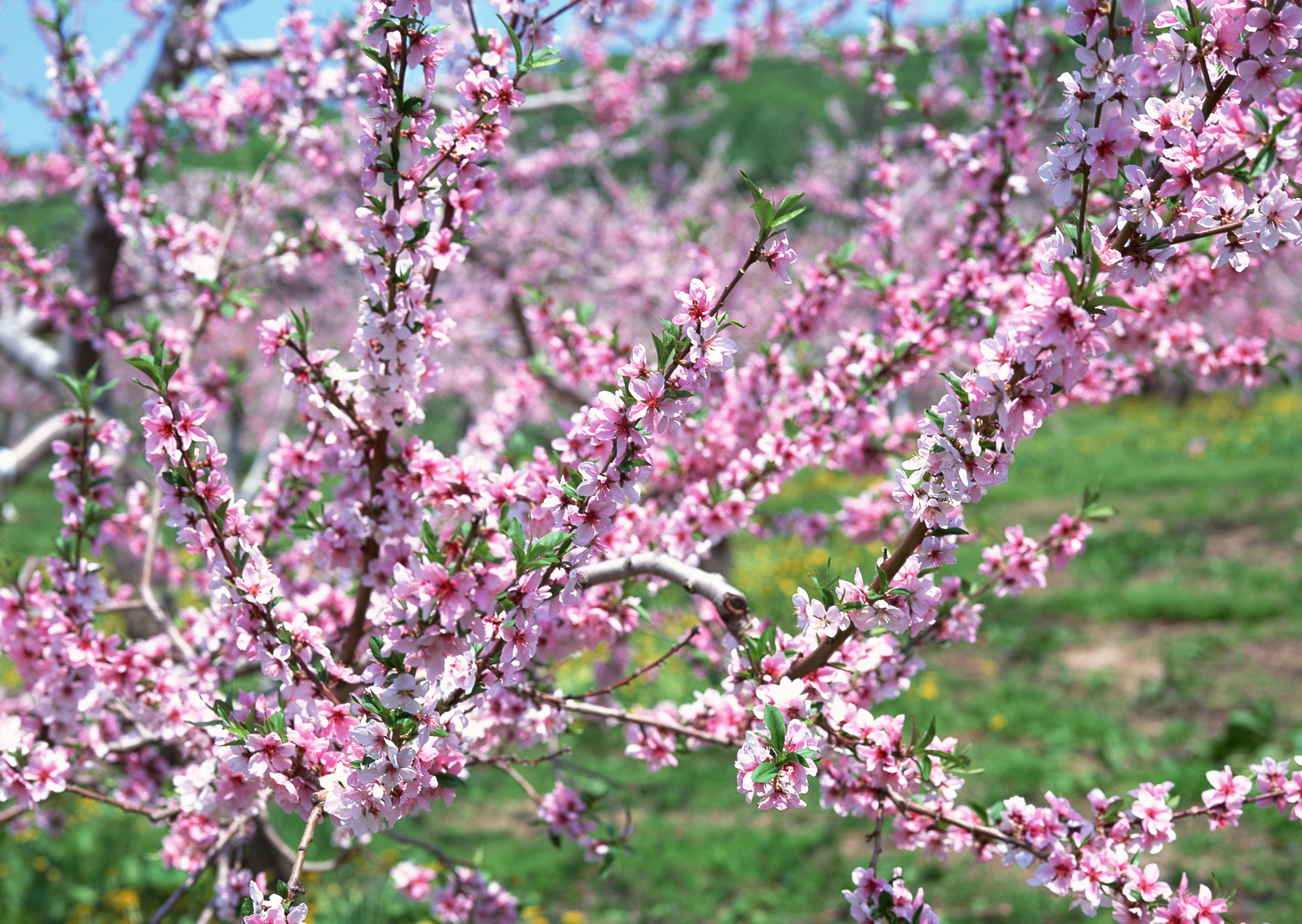 Free download high resolution image - free image free photo free stock image public domain picture -Flowers of the cherry blossoms