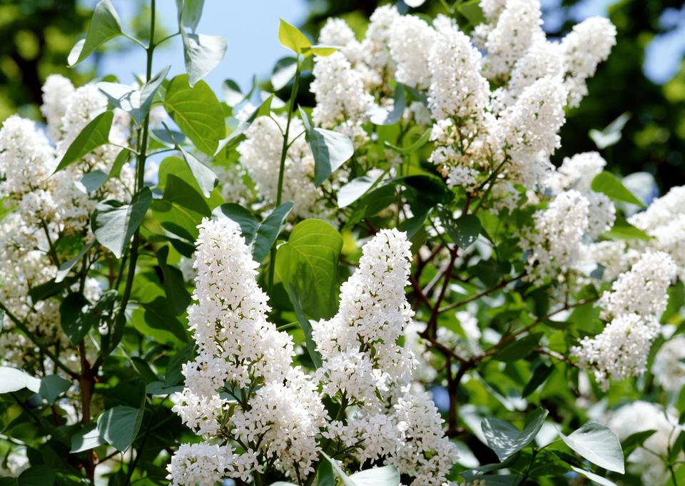 Free download high resolution image - free image free photo free stock image public domain picture  Blooming lilac flowers