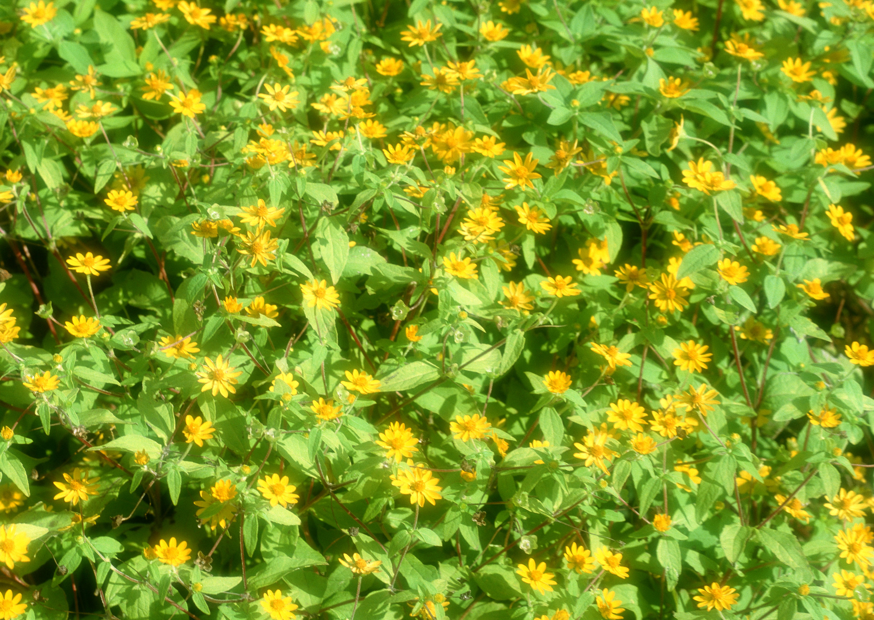 Free download high resolution image - free image free photo free stock image public domain picture -Field of Dahlberg daisy in the garden