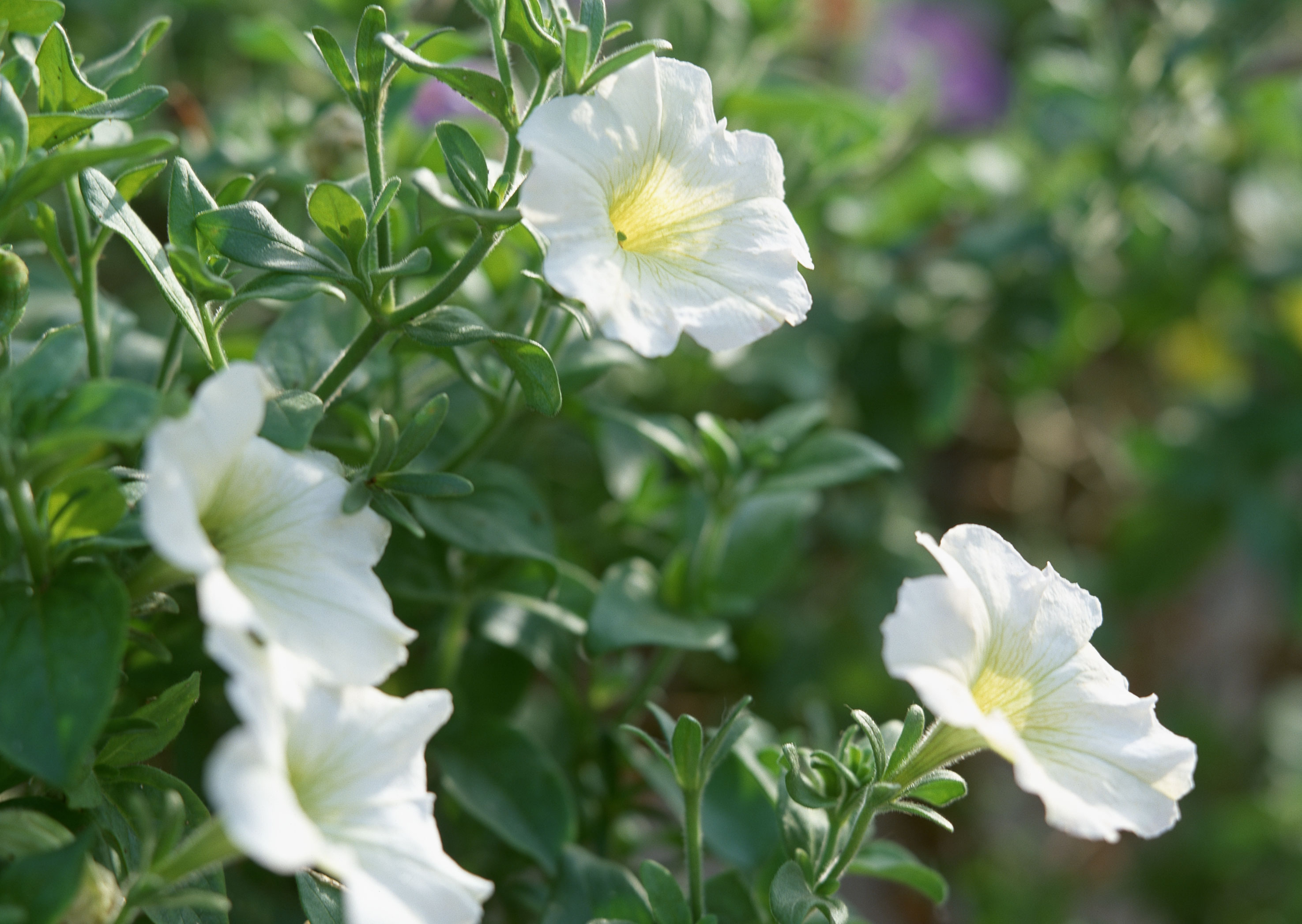 Free download high resolution image - free image free photo free stock image public domain picture -Calystegia sepium - Hedge bindweed or Morning-glory