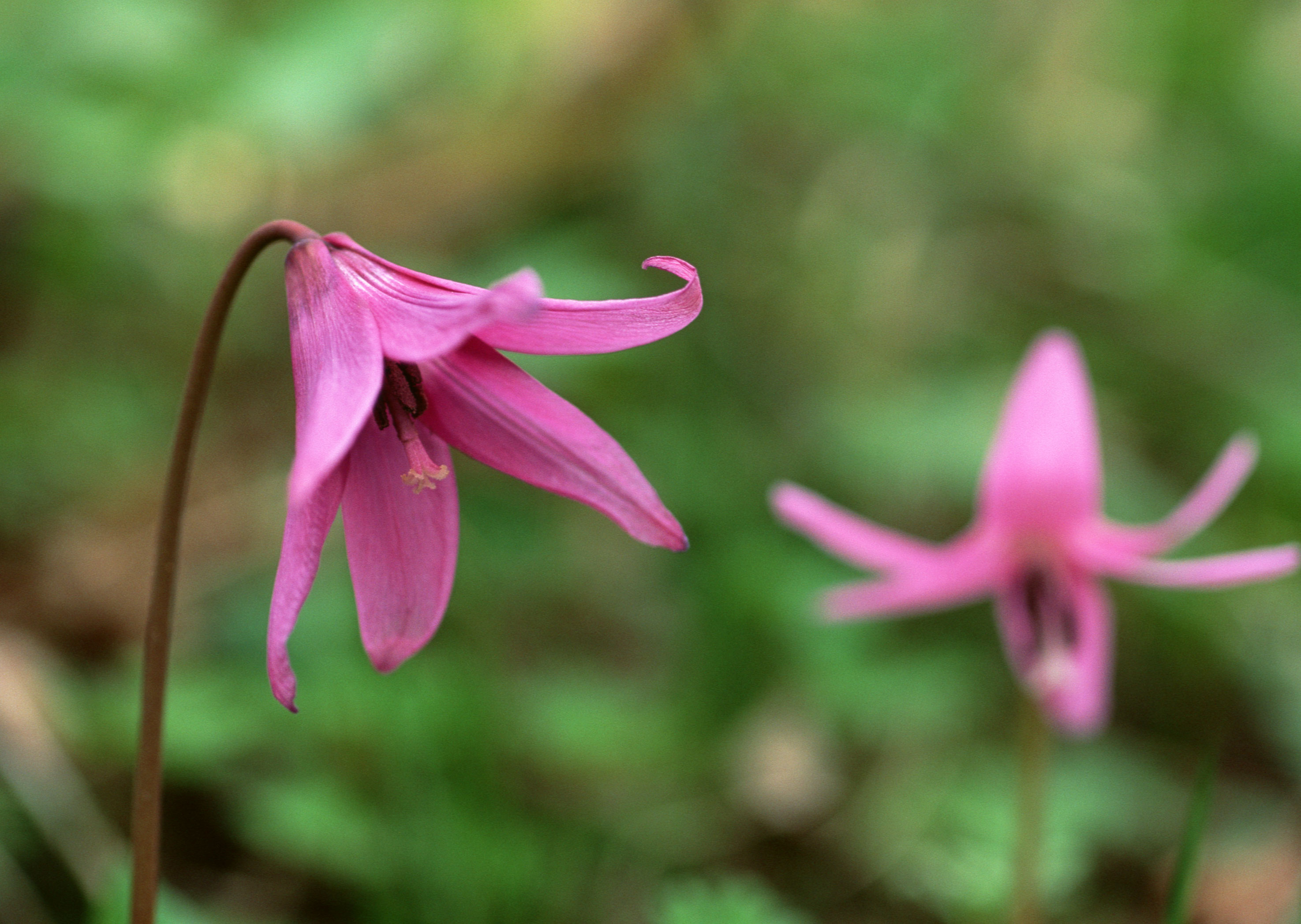 Free download high resolution image - free image free photo free stock image public domain picture -Small two purple flowers