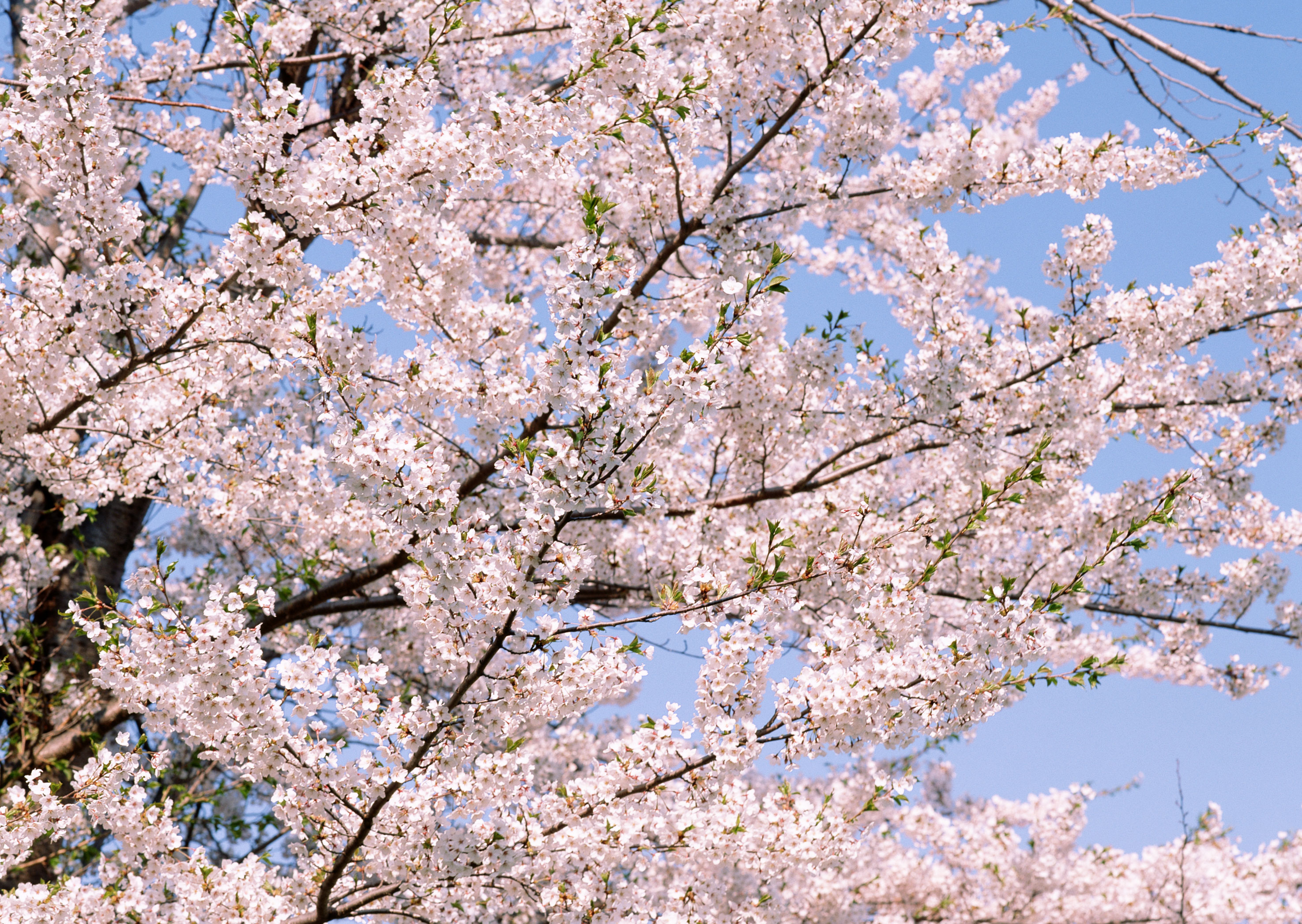 Free download high resolution image - free image free photo free stock image public domain picture -Cherry blossom and blue sky background