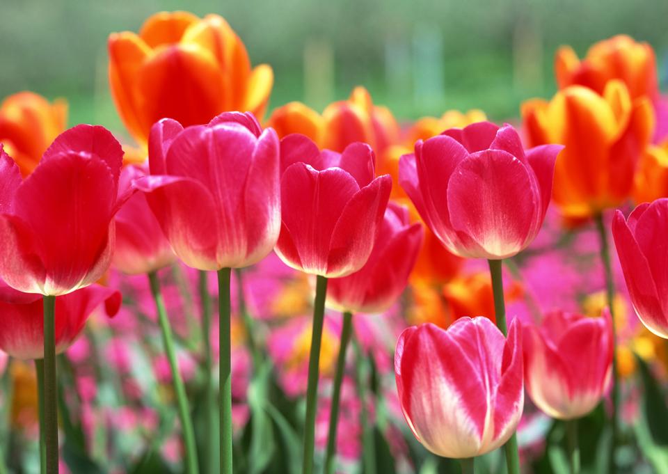 Free download high resolution image - free image free photo free stock image public domain picture  Close-up colorful tulips, tulips in spring