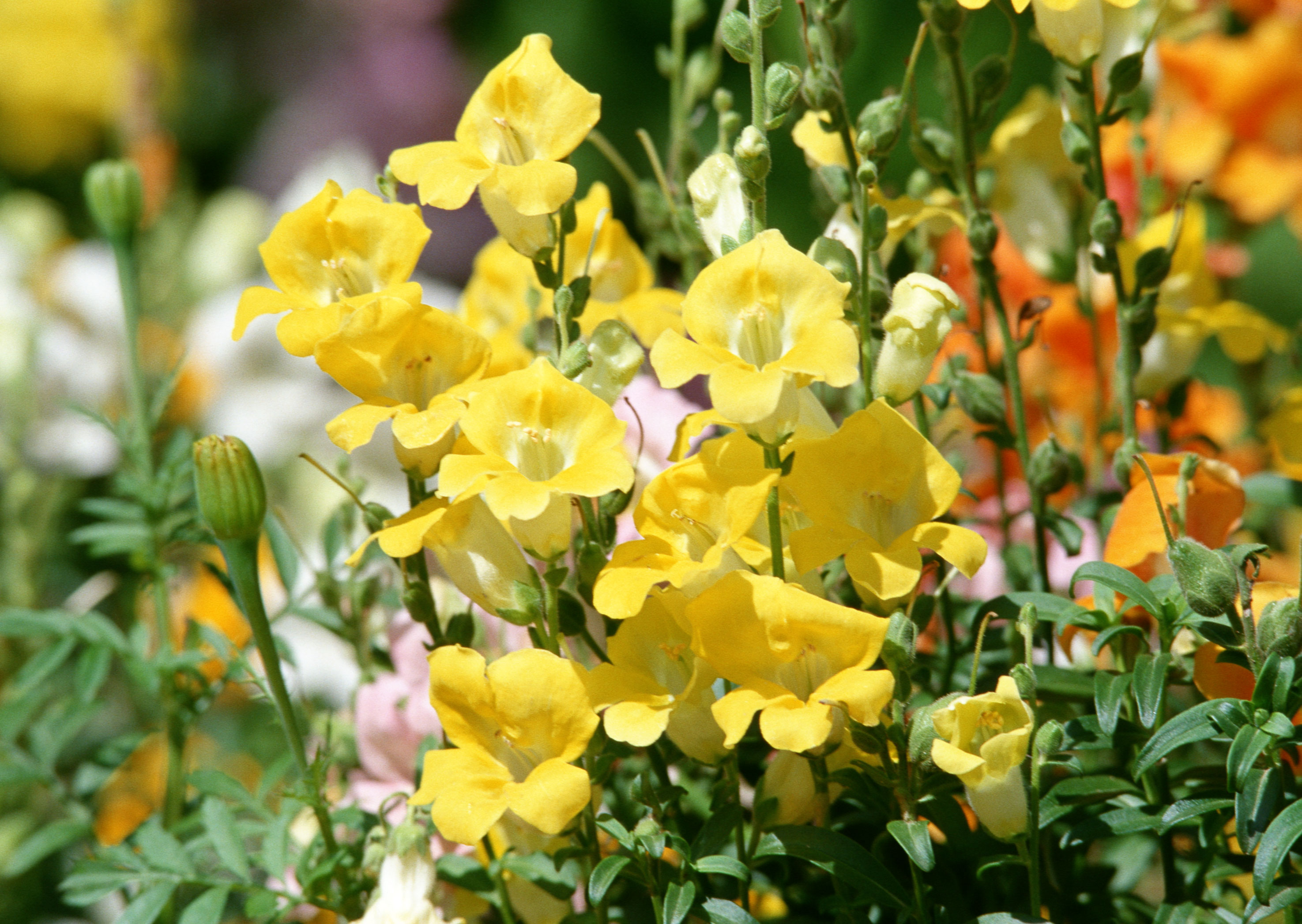 Free download high resolution image - free image free photo free stock image public domain picture -meadow yellow flower on garden