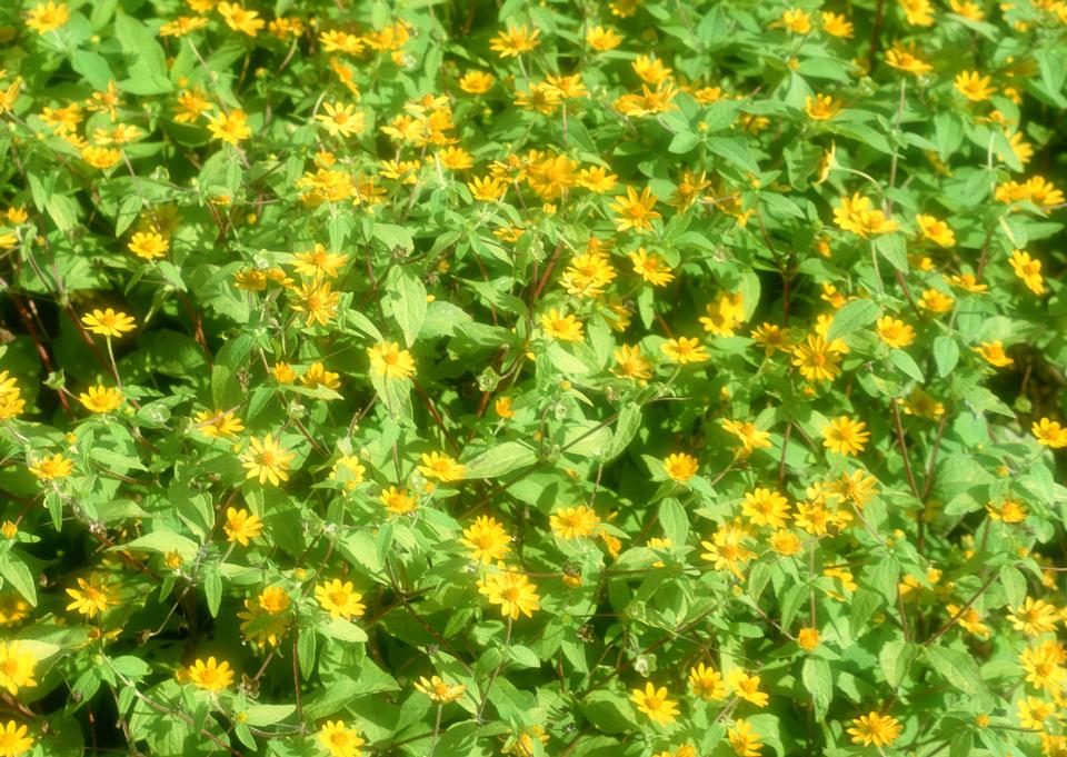 Free download high resolution image - free image free photo free stock image public domain picture  Field of Dahlberg daisy in the garden