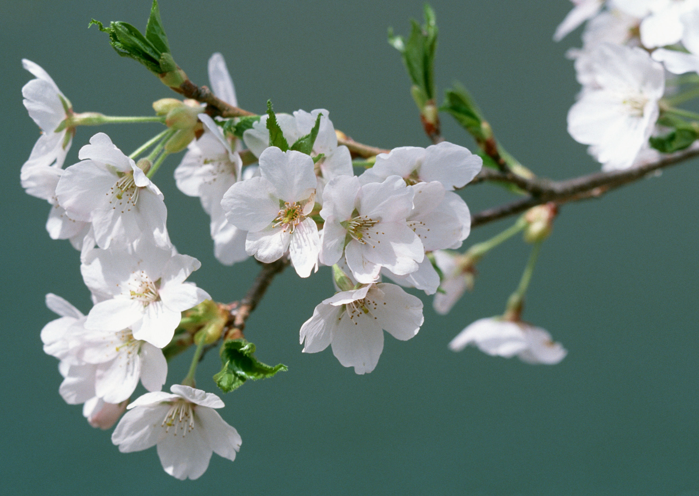 Free download high resolution image - free image free photo free stock image public domain picture -White apple flowers branch