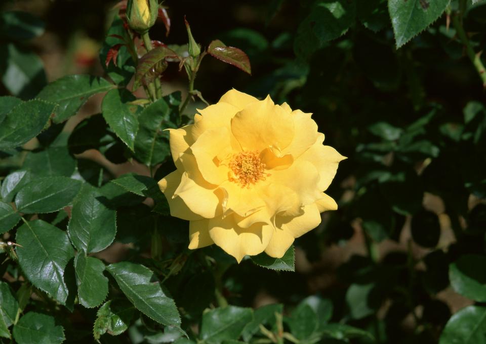 Free download high resolution image - free image free photo free stock image public domain picture  Yellow Rose Blooming in Garden