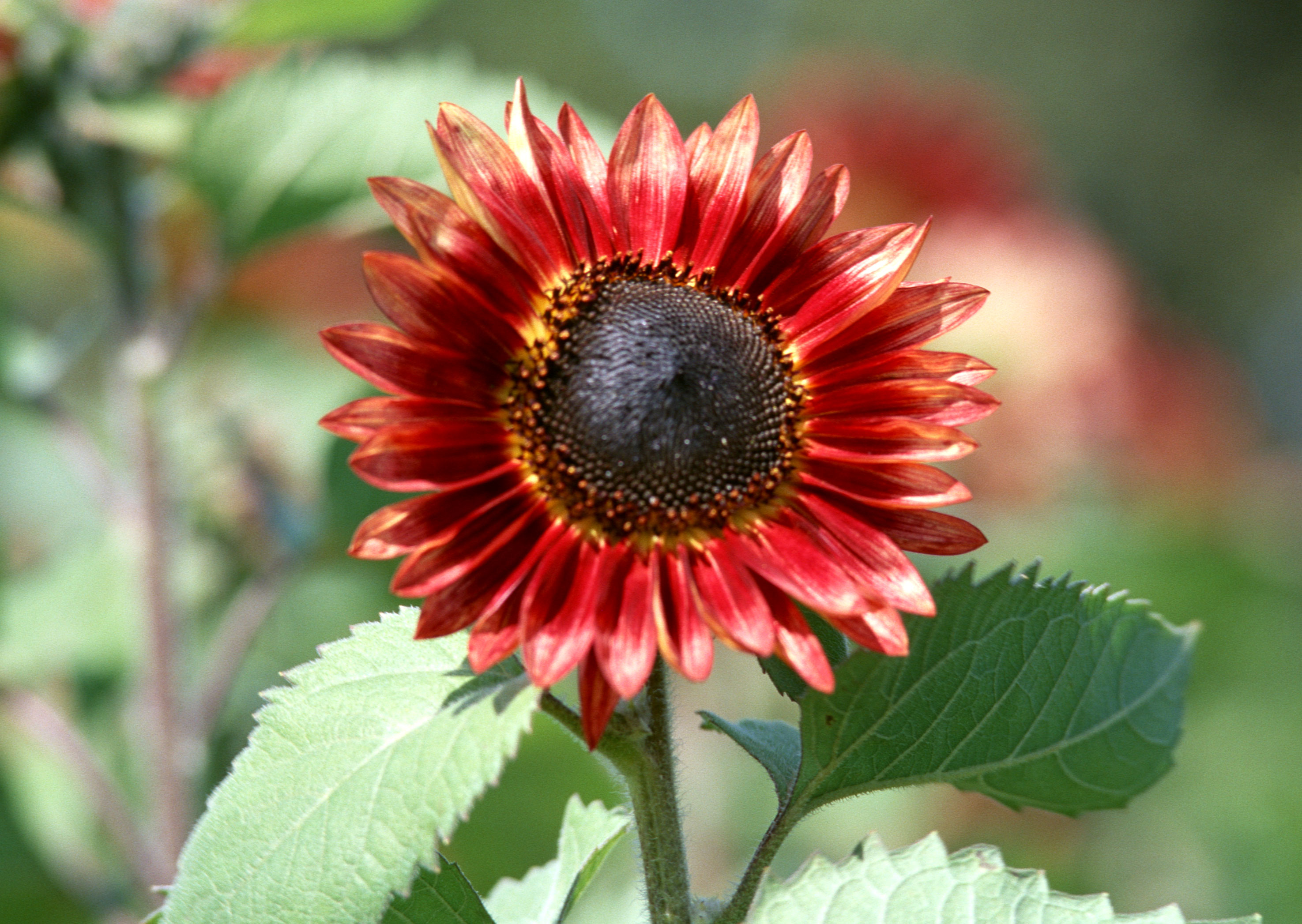 Free download high resolution image - free image free photo free stock image public domain picture -Close up to red sunflower