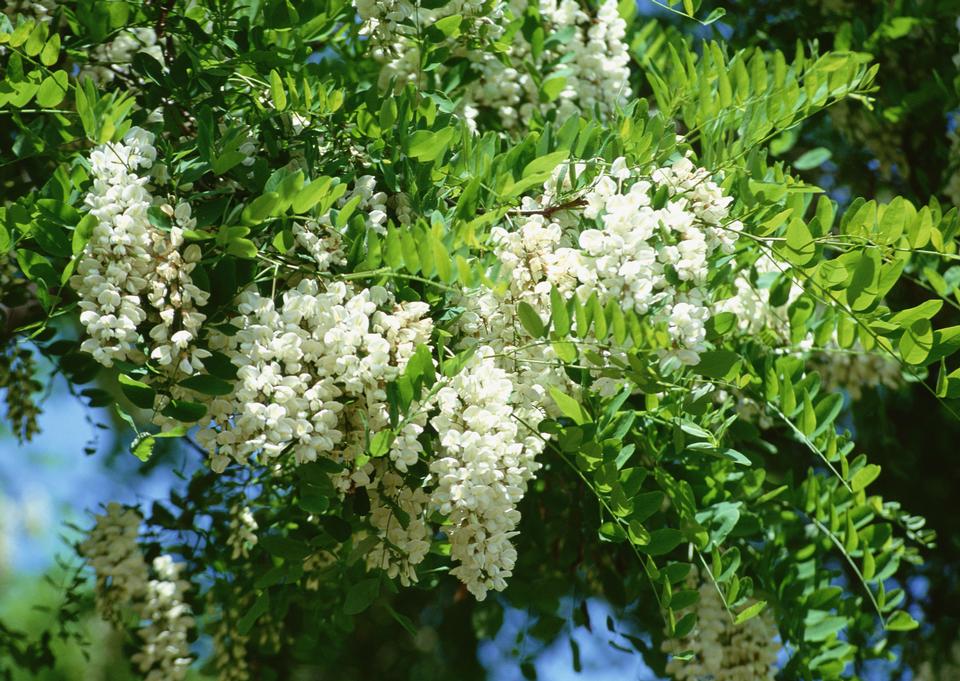 Free download high resolution image - free image free photo free stock image public domain picture  Flowering wisteria by the closeup