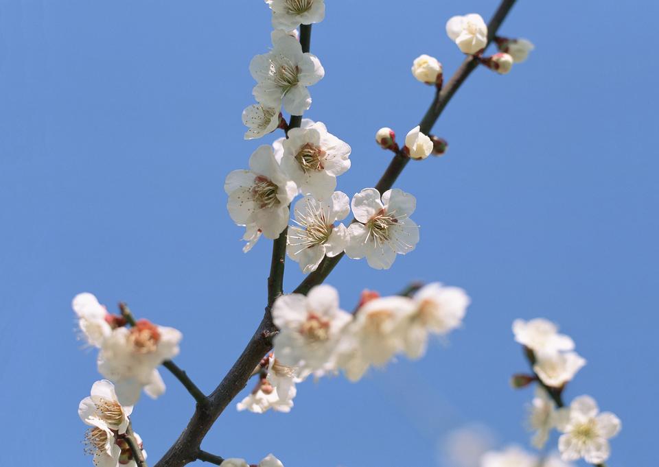 Free download high resolution image - free image free photo free stock image public domain picture  Cherry blossoms with nice background color