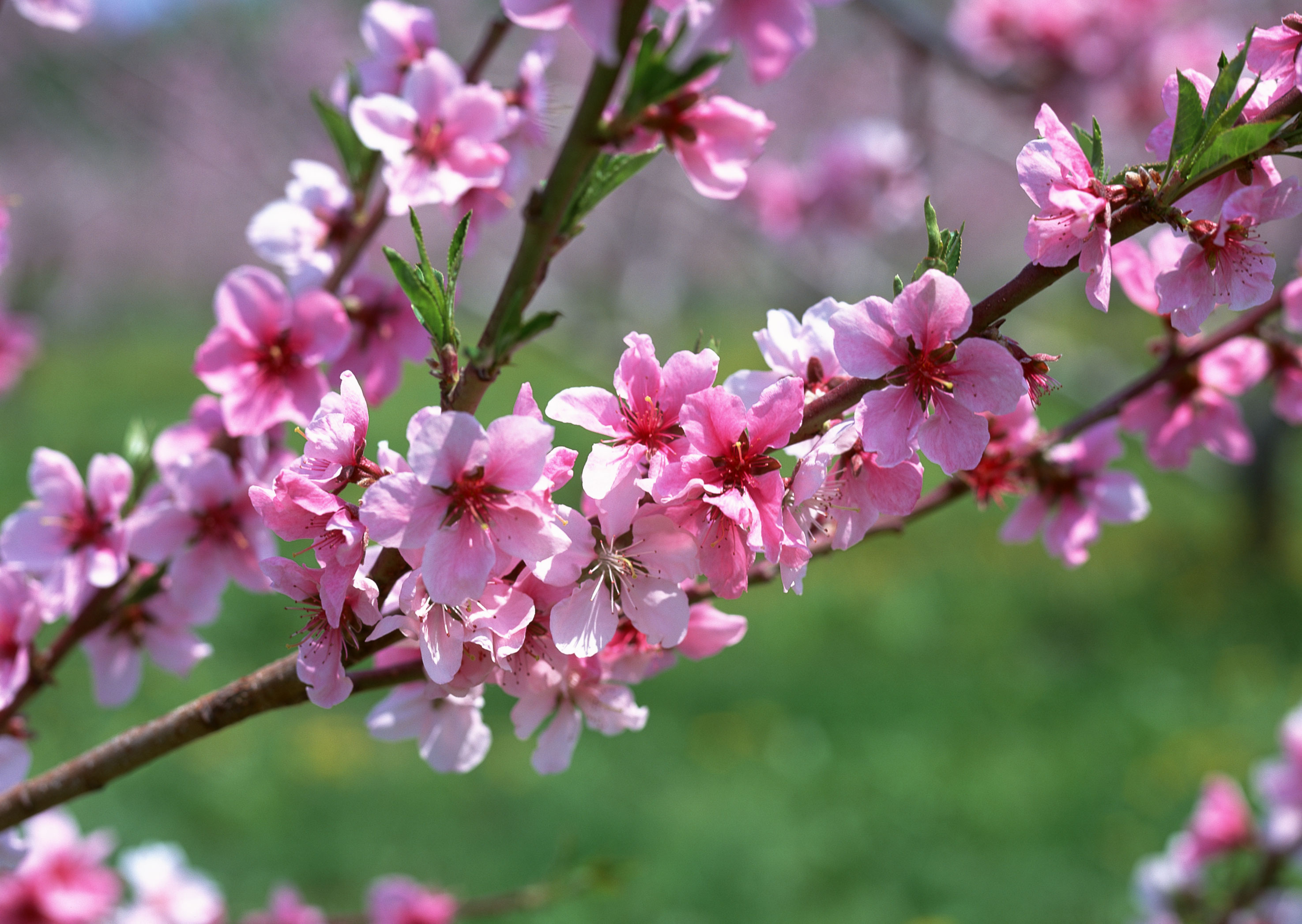 Free download high resolution image - free image free photo free stock image public domain picture -Flowers of the cherry blossoms