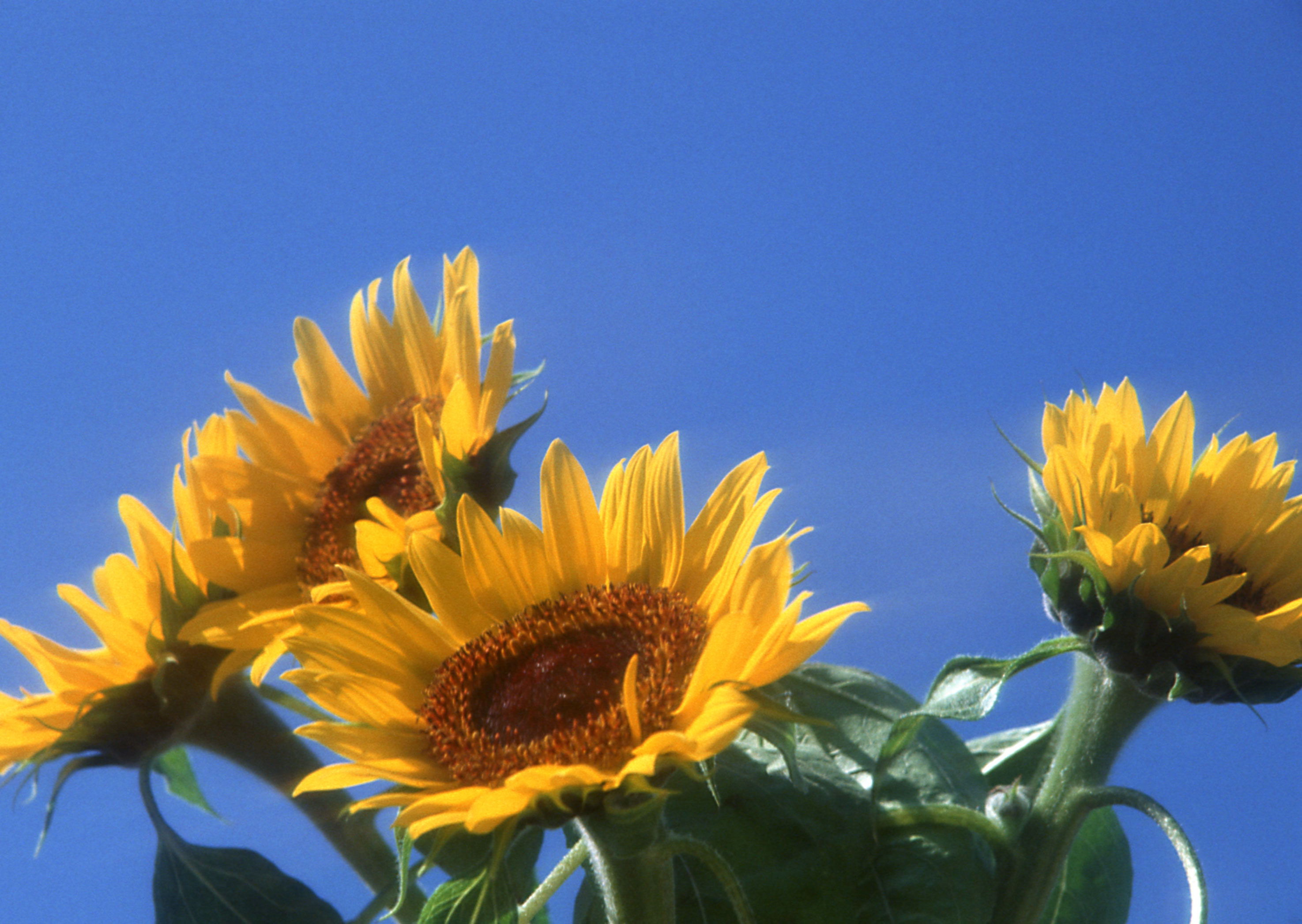 Free download high resolution image - free image free photo free stock image public domain picture -sunflower field over cloudy blue sky and bright sun lights