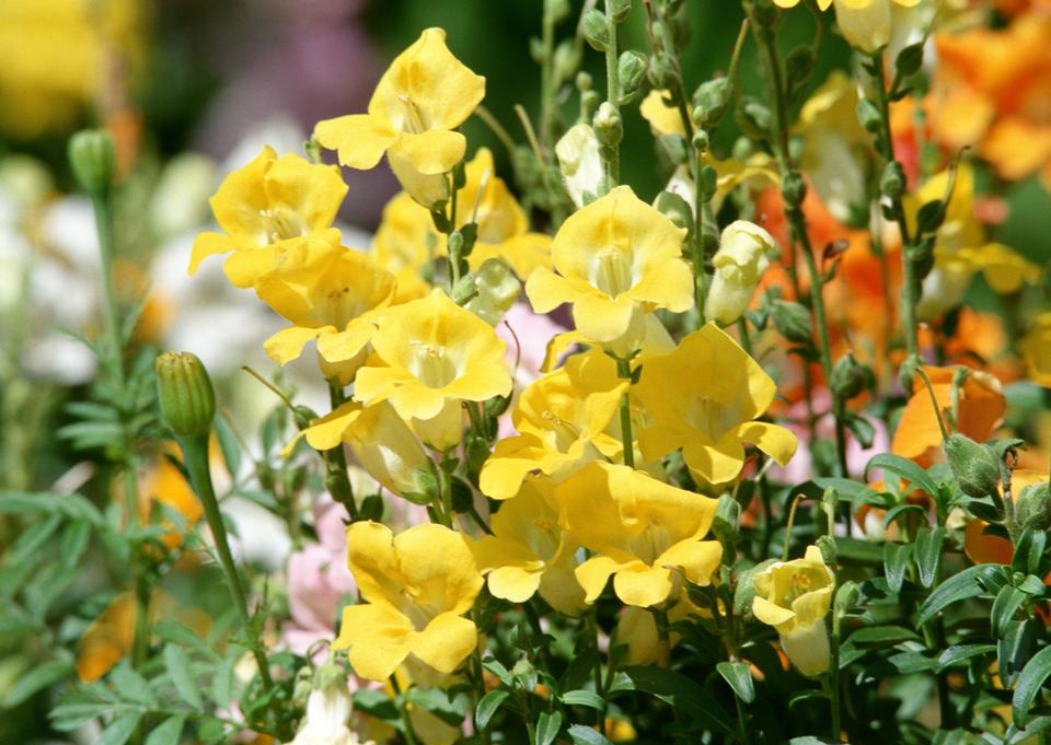 Free download high resolution image - free image free photo free stock image public domain picture  meadow yellow flower on garden