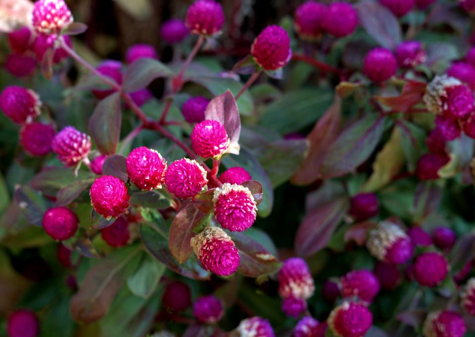 Free download high resolution image - free image free photo free stock image public domain picture  Pink flower