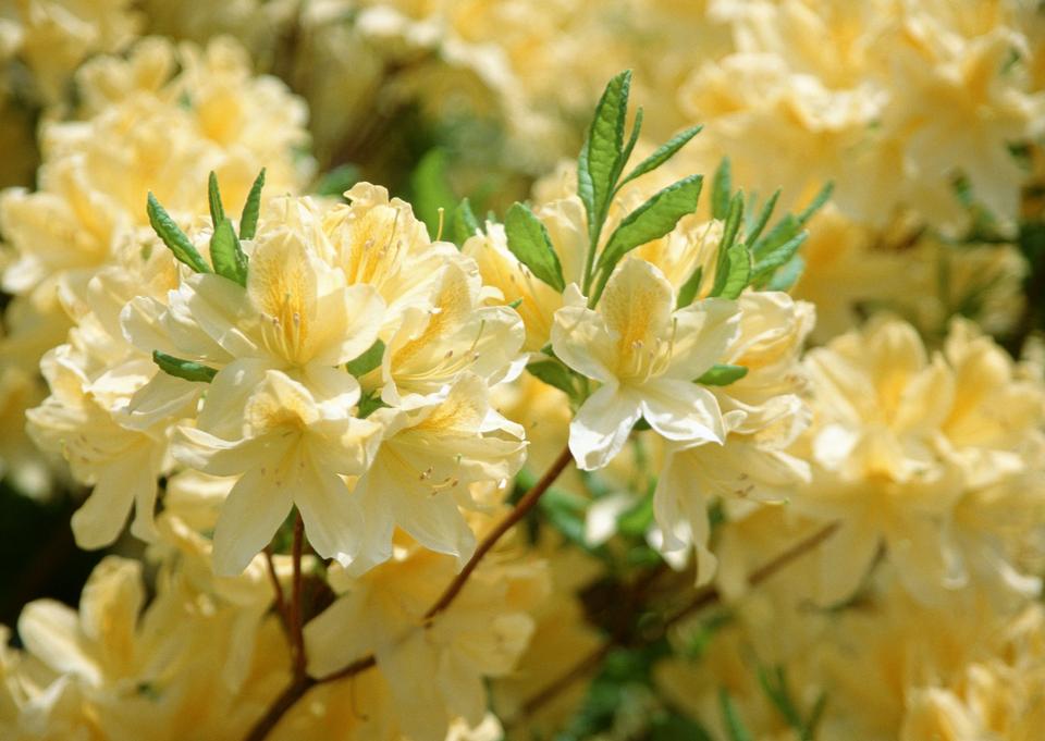 Free download high resolution image - free image free photo free stock image public domain picture  Branch of white Rhododendron bush