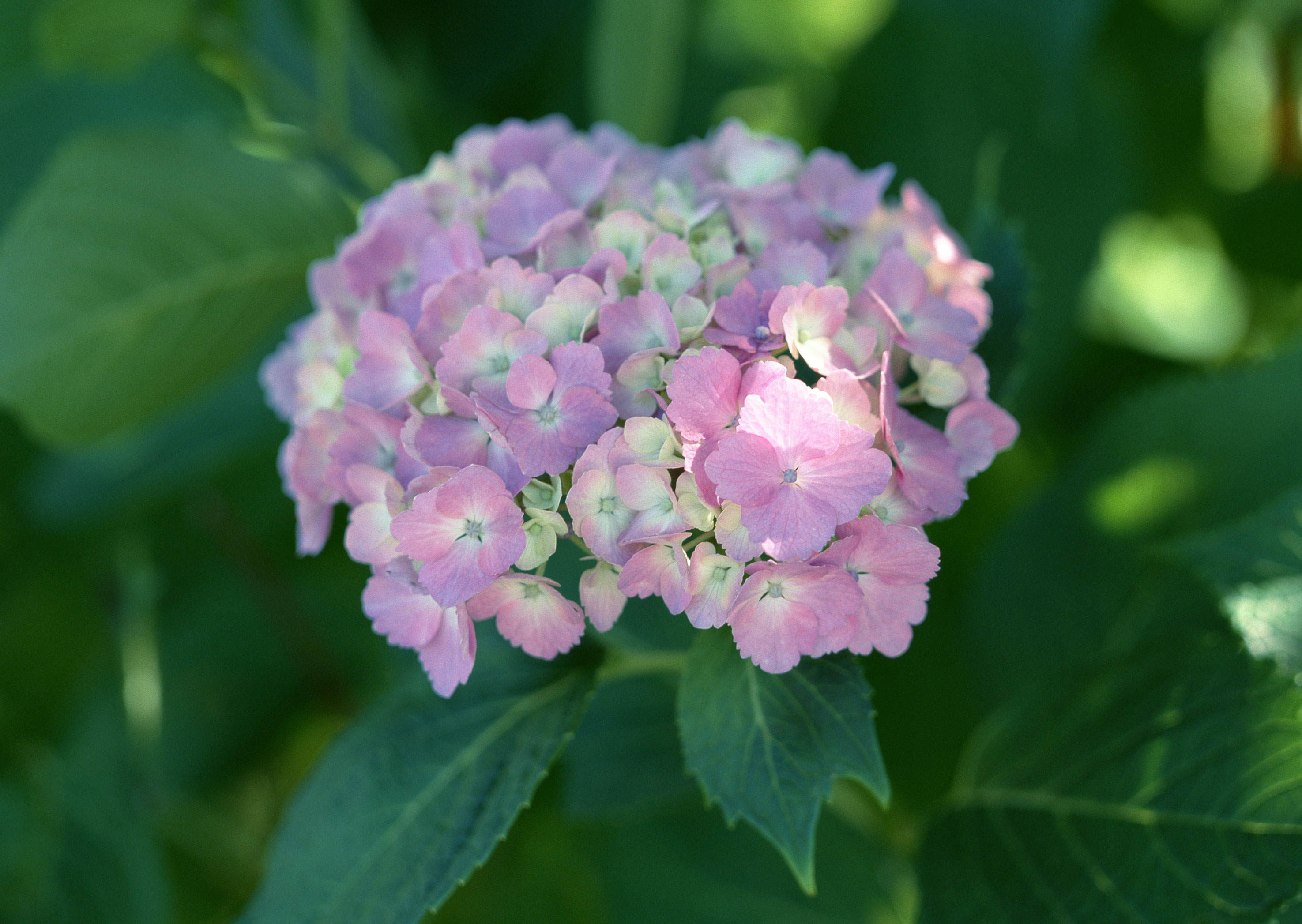 Free download high resolution image - free image free photo free stock image public domain picture -Hydrangea in full bloom