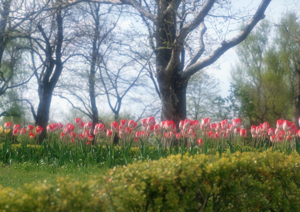 Free download high resolution image - free image free photo free stock image public domain picture  Spring tulips in field