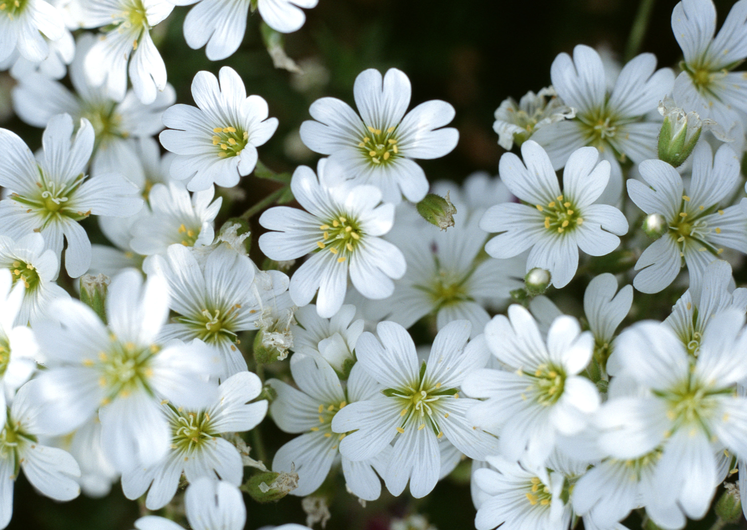 Free download high resolution image - free image free photo free stock image public domain picture -White flower