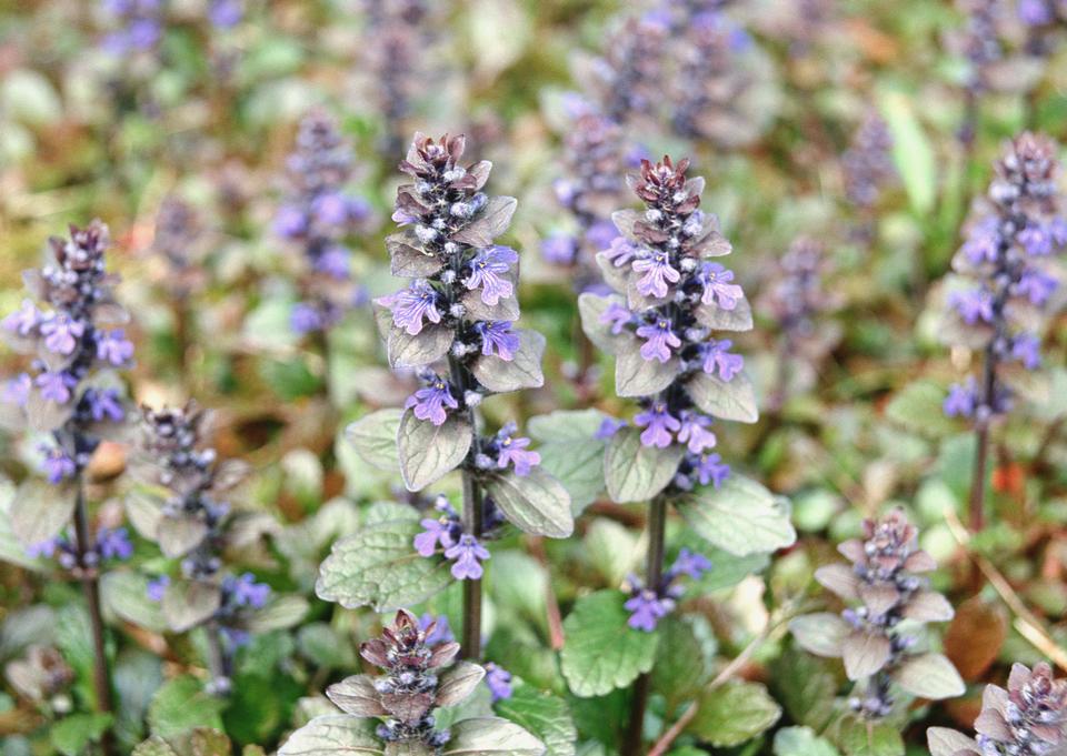 Free download high resolution image - free image free photo free stock image public domain picture  Violet Flowers