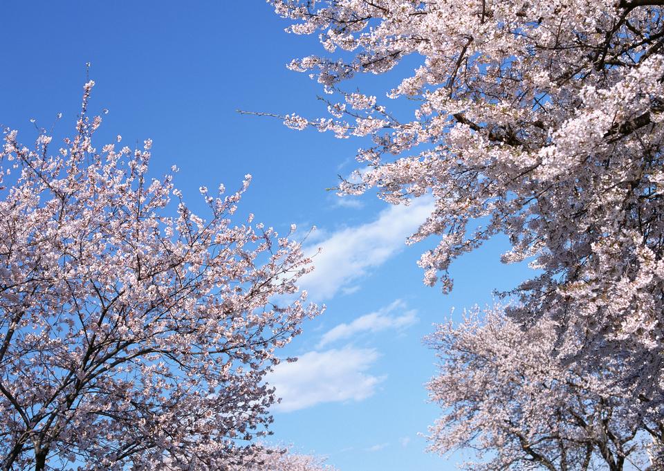 Free download high resolution image - free image free photo free stock image public domain picture  Cheery blossom flowers on spring day  blue sky and cloud