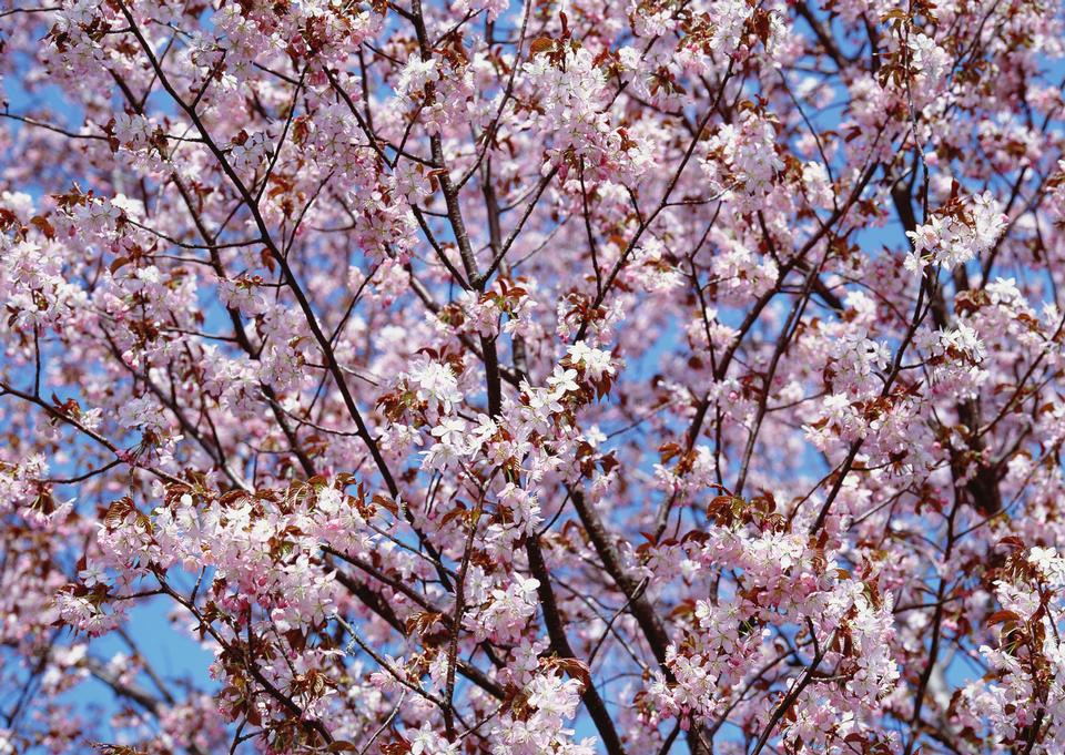 Free download high resolution image - free image free photo free stock image public domain picture  Pink flowering tree in springtime.