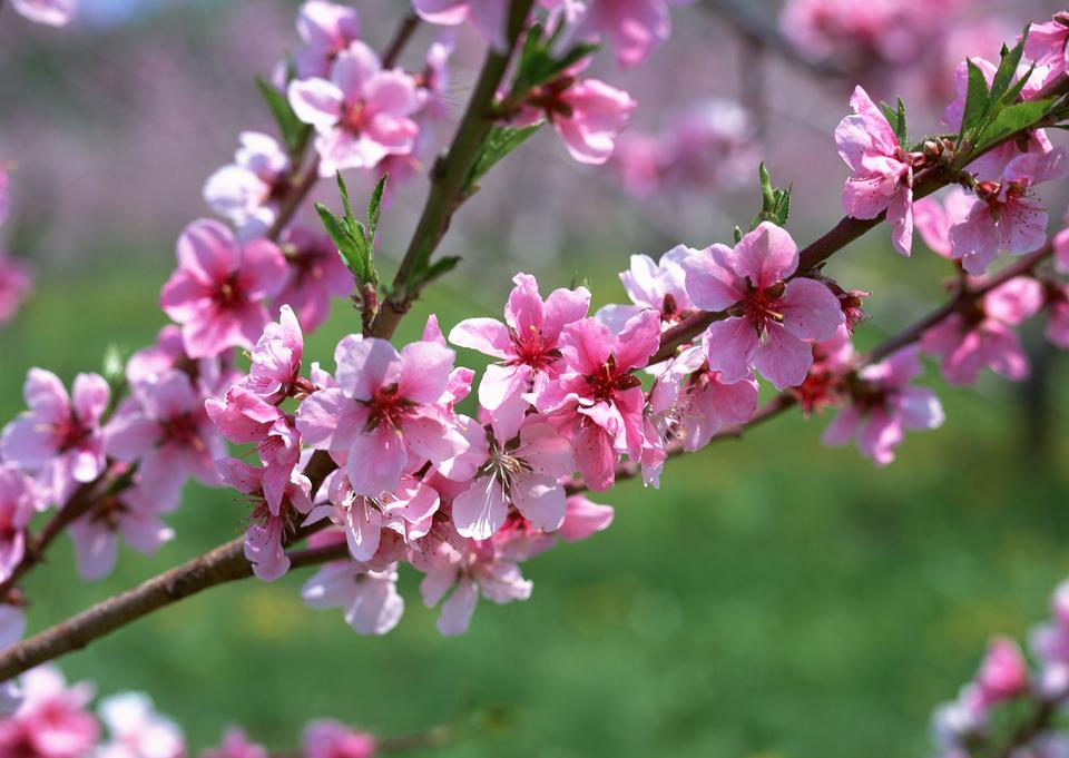 Free download high resolution image - free image free photo free stock image public domain picture  Flowers of the cherry blossoms