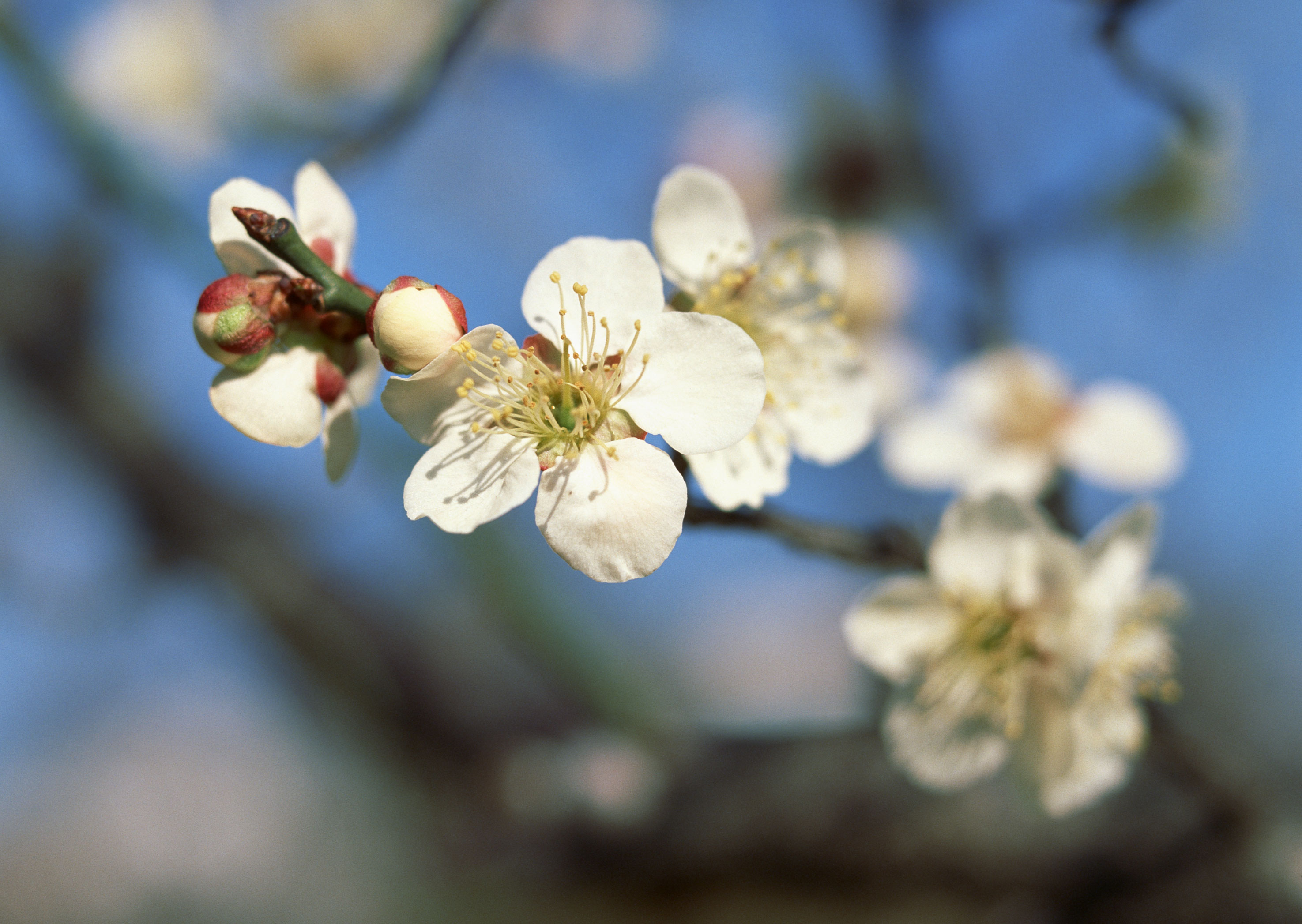 Free download high resolution image - free image free photo free stock image public domain picture -Flowers of the cherry blossoms on a spring day