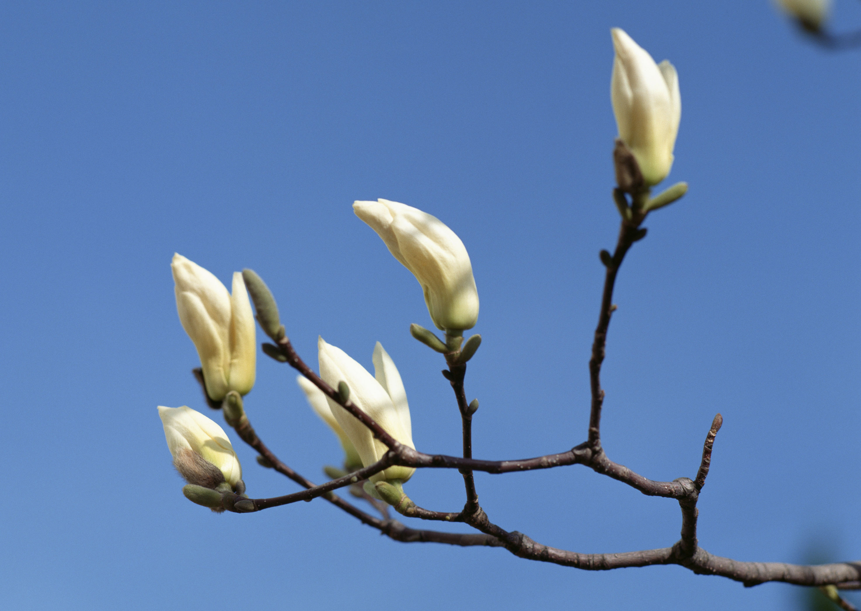 Free download high resolution image - free image free photo free stock image public domain picture -White magnolia flowers beautiful sky