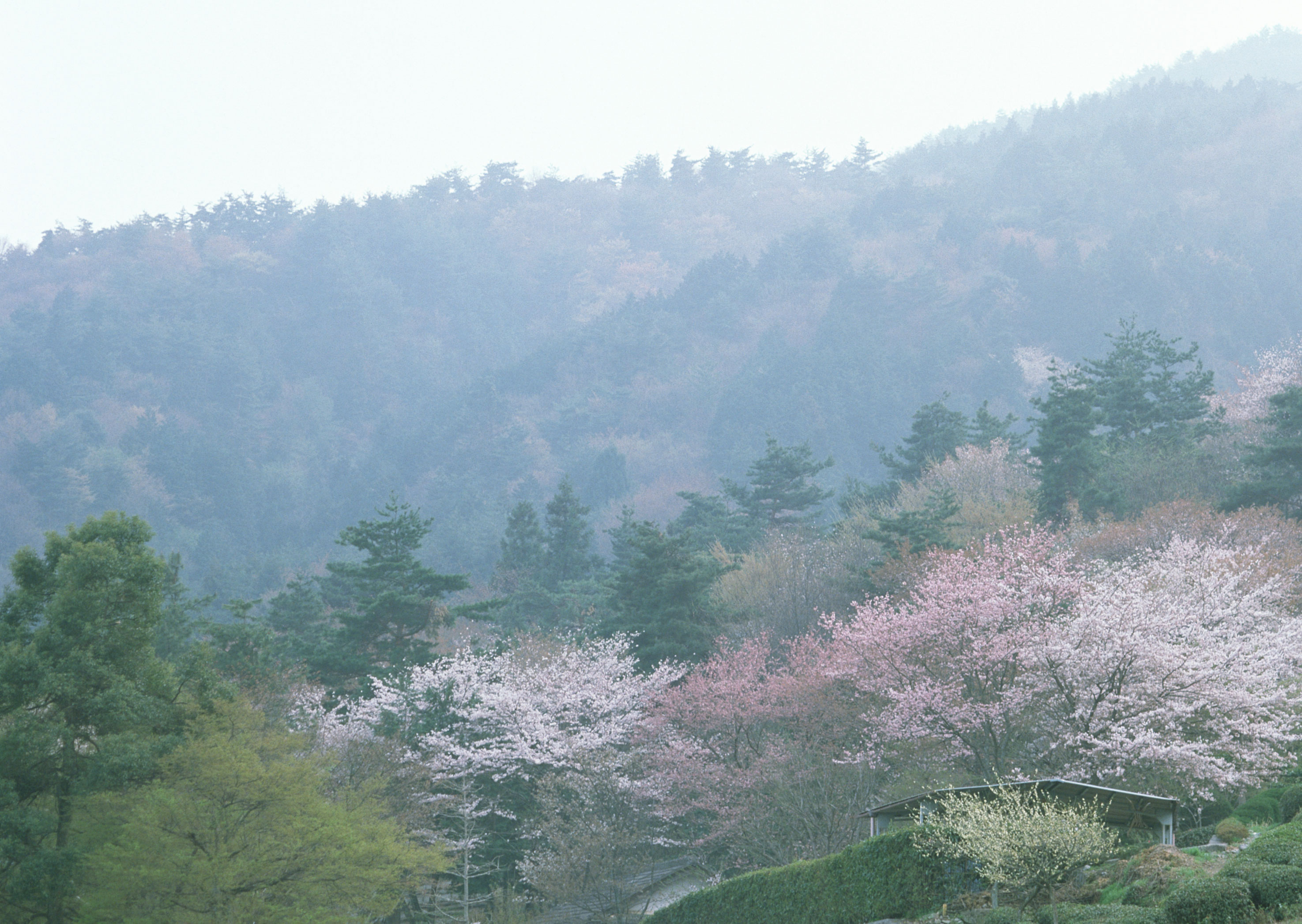 Free download high resolution image - free image free photo free stock image public domain picture -Blooming Cherry Blossoms