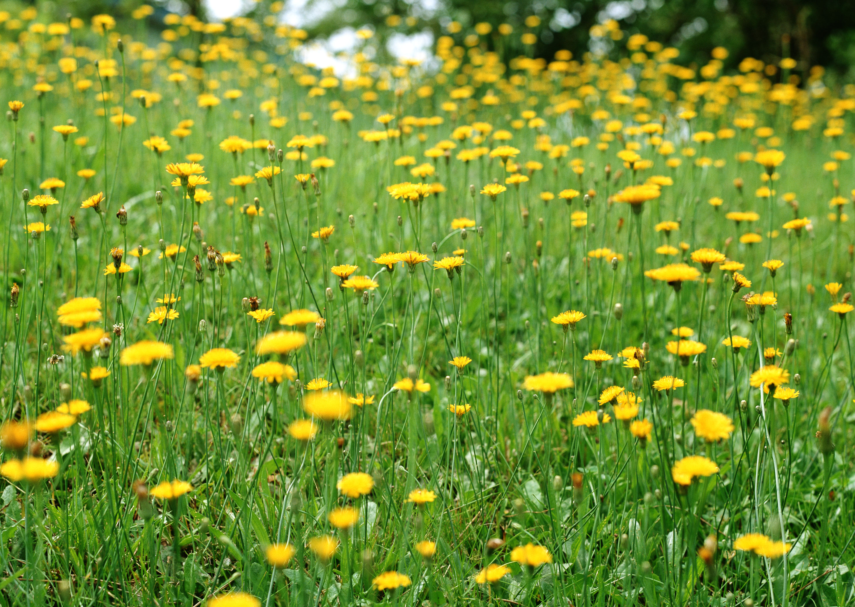 Free download high resolution image - free image free photo free stock image public domain picture -Field of yellow spring flowers