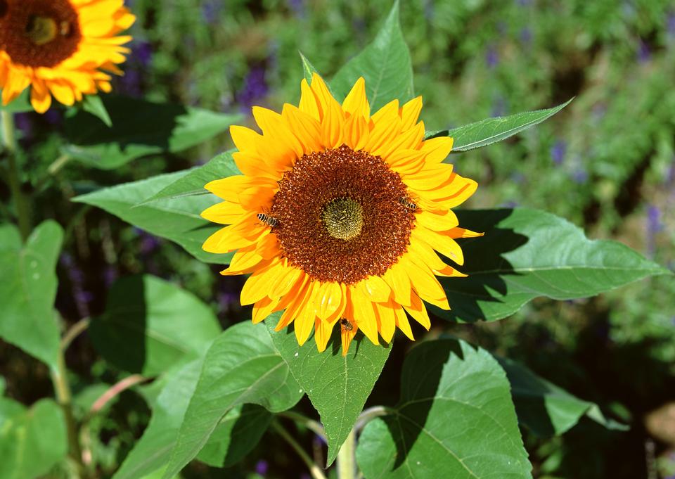 Free download high resolution image - free image free photo free stock image public domain picture  sunflower