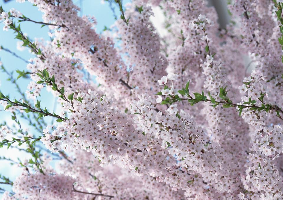 Free download high resolution image - free image free photo free stock image public domain picture  Pink Cherry blossom