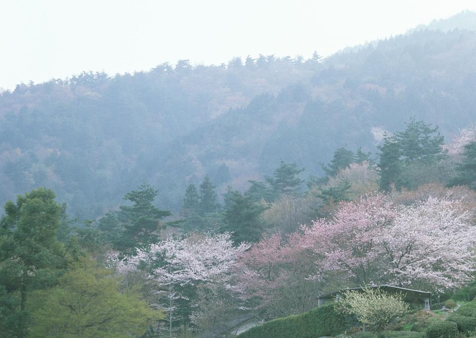 Free download high resolution image - free image free photo free stock image public domain picture  Blooming Cherry Blossoms