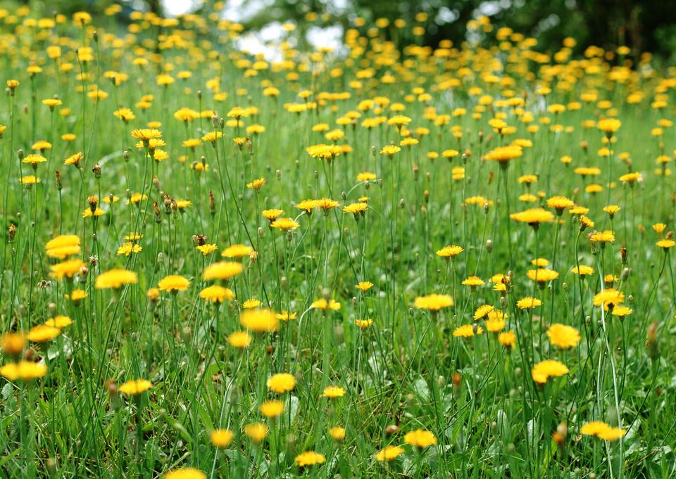 Free download high resolution image - free image free photo free stock image public domain picture  Field of yellow spring flowers