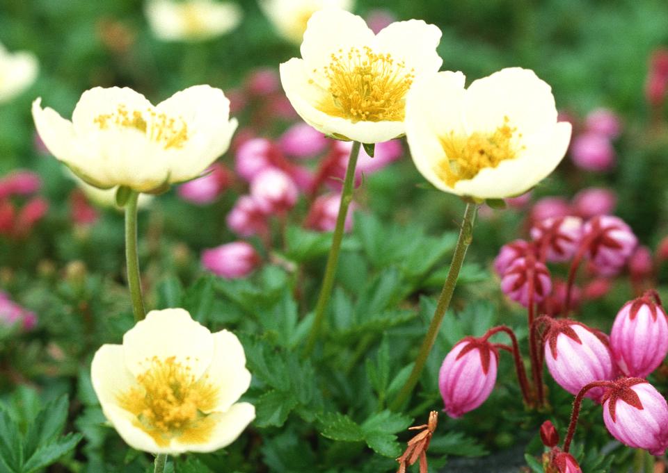 Free download high resolution image - free image free photo free stock image public domain picture  beautiful yellow flower