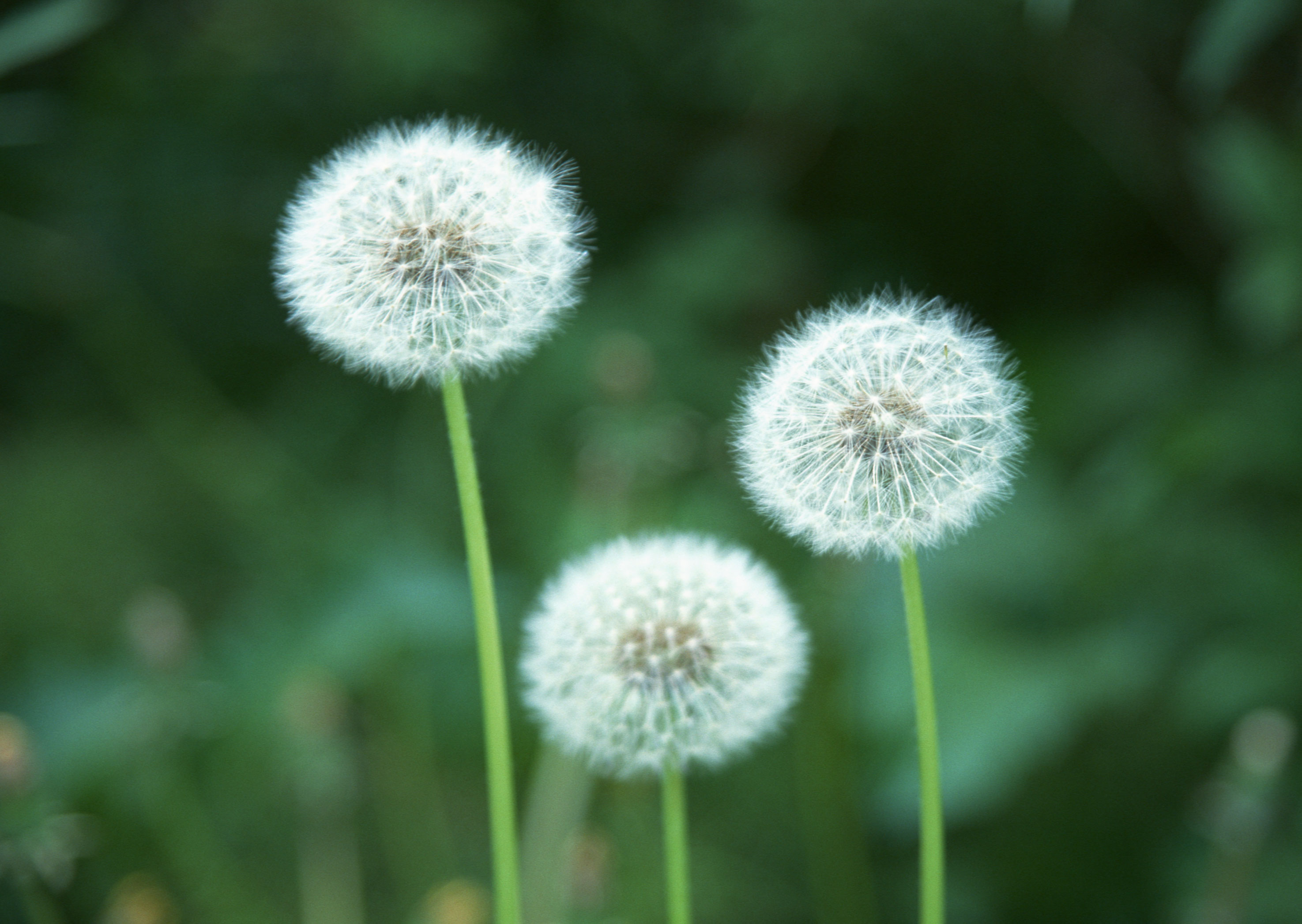 Free download high resolution image - free image free photo free stock image public domain picture -A Dandelion blowing seeds in the wind