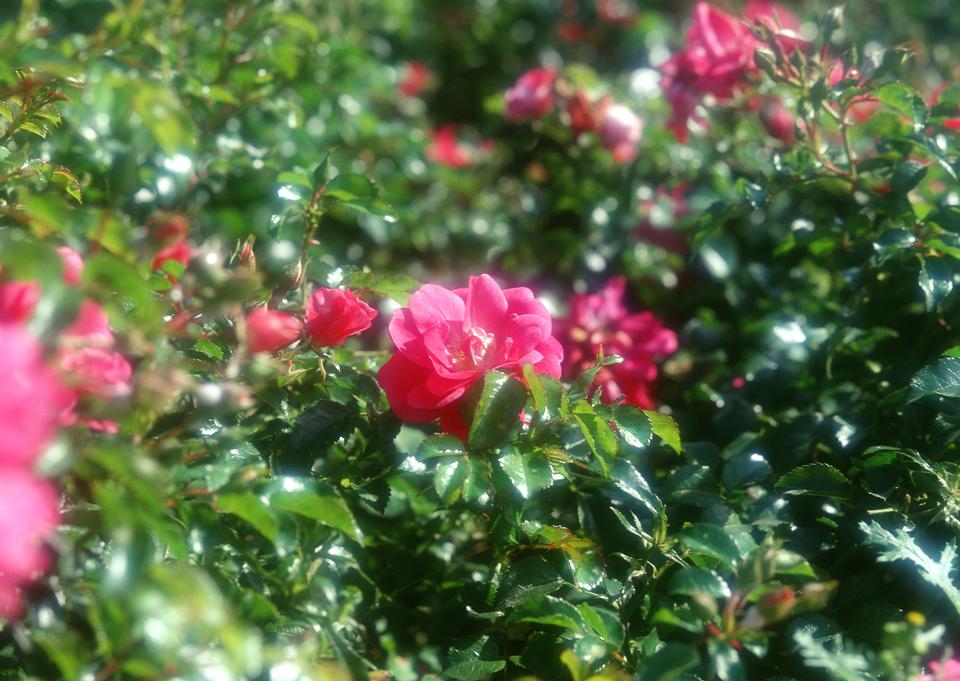 Free download high resolution image - free image free photo free stock image public domain picture  Details of a blossoming camellia branch in spring.  Image ID: 133