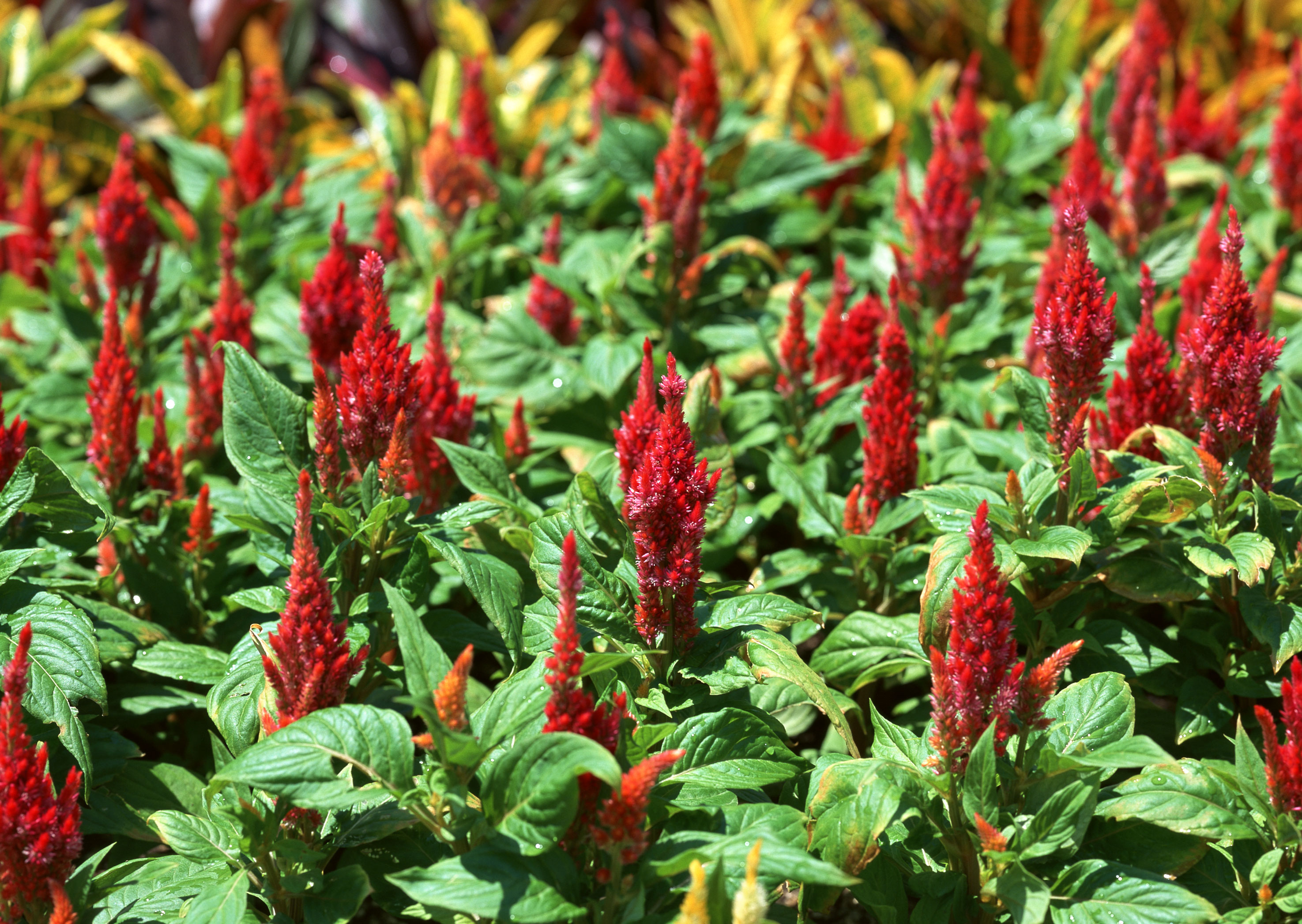 Free download high resolution image - free image free photo free stock image public domain picture -Outdoor red little flower