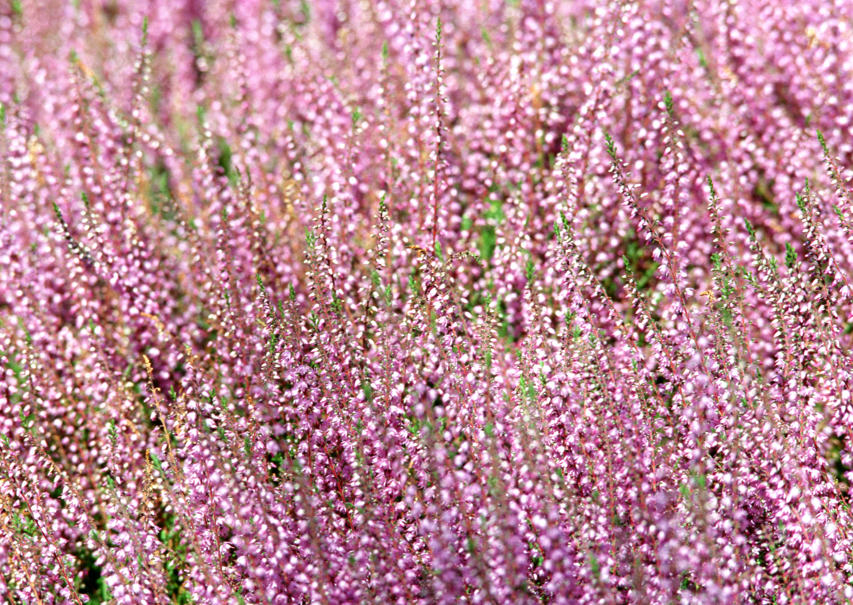 Free download high resolution image - free image free photo free stock image public domain picture -Beautiful pink flowers