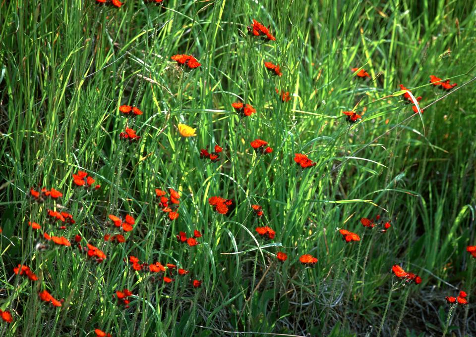 Free download high resolution image - free image free photo free stock image public domain picture  Red flower field