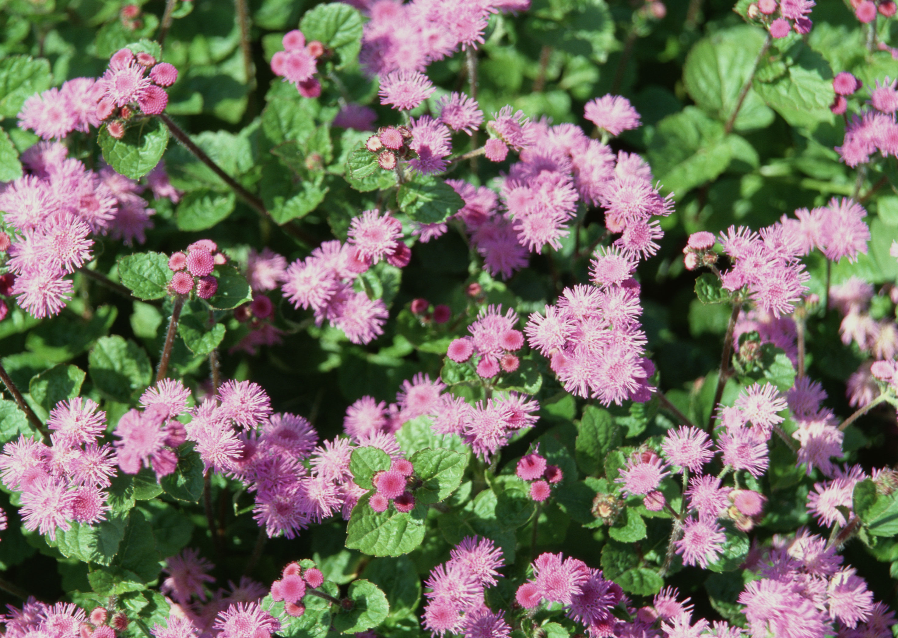 Free download high resolution image - free image free photo free stock image public domain picture -Pink flower