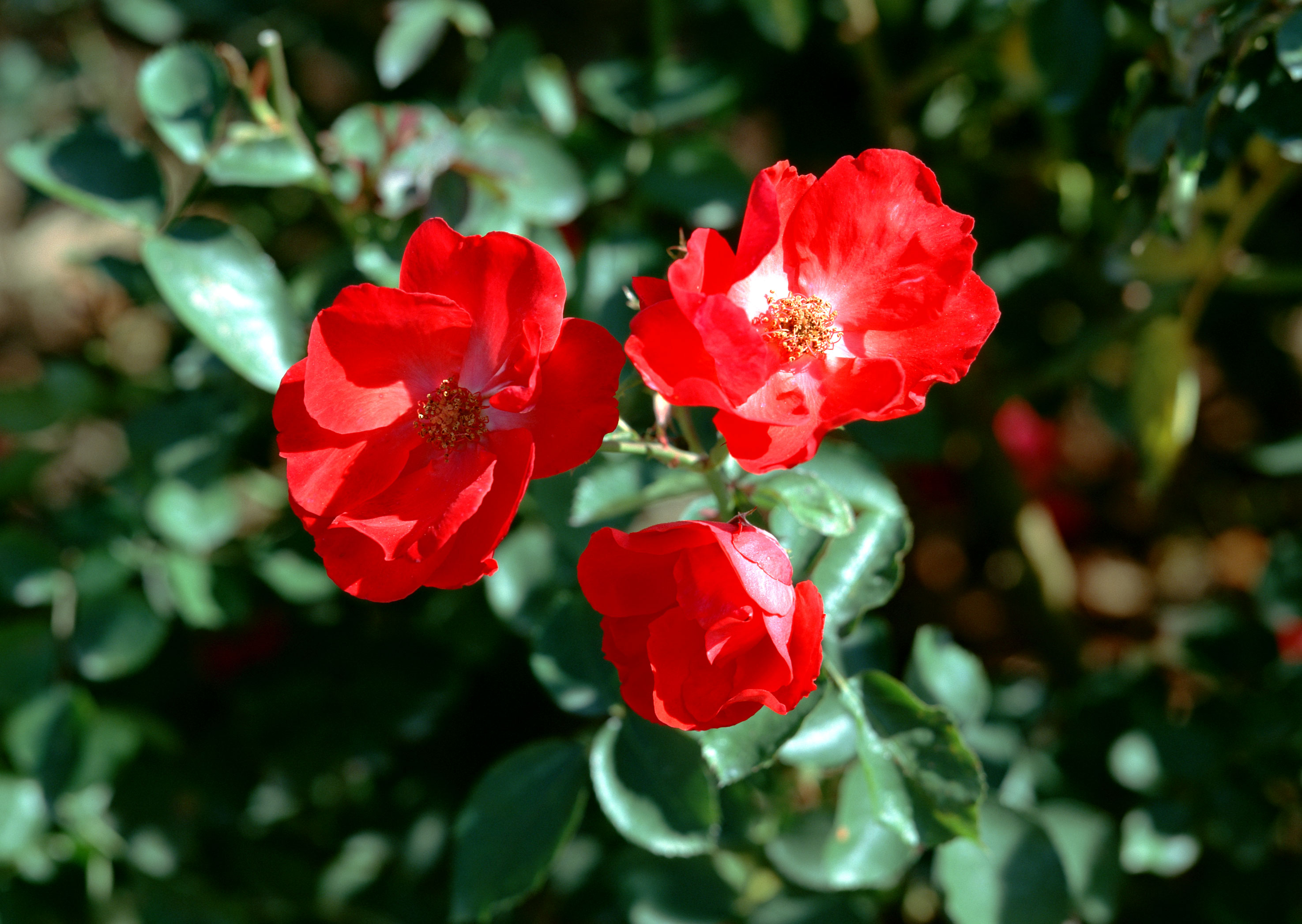 Free download high resolution image - free image free photo free stock image public domain picture -Garden of camellia flower