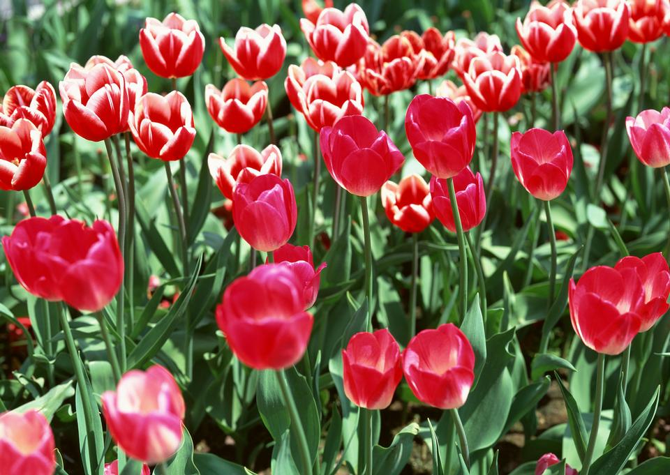 Free download high resolution image - free image free photo free stock image public domain picture  colorful tulips, tulips in spring