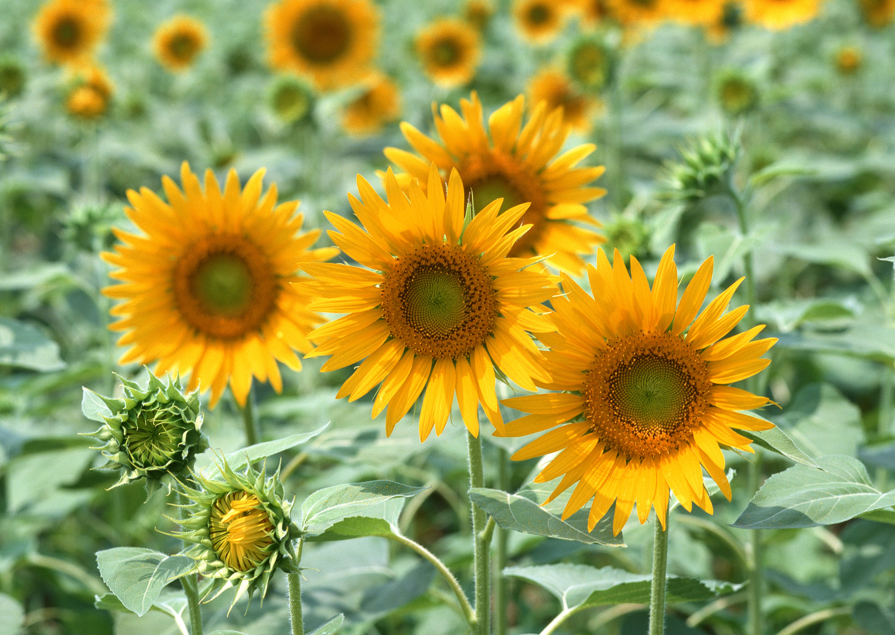 Free download high resolution image - free image free photo free stock image public domain picture -Sunflower field