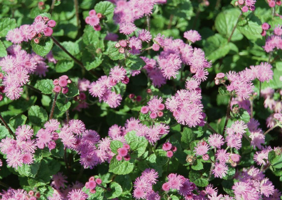 Free download high resolution image - free image free photo free stock image public domain picture  Pink flower